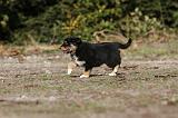 BERGER AUSTRALIEN PUPPIES 159